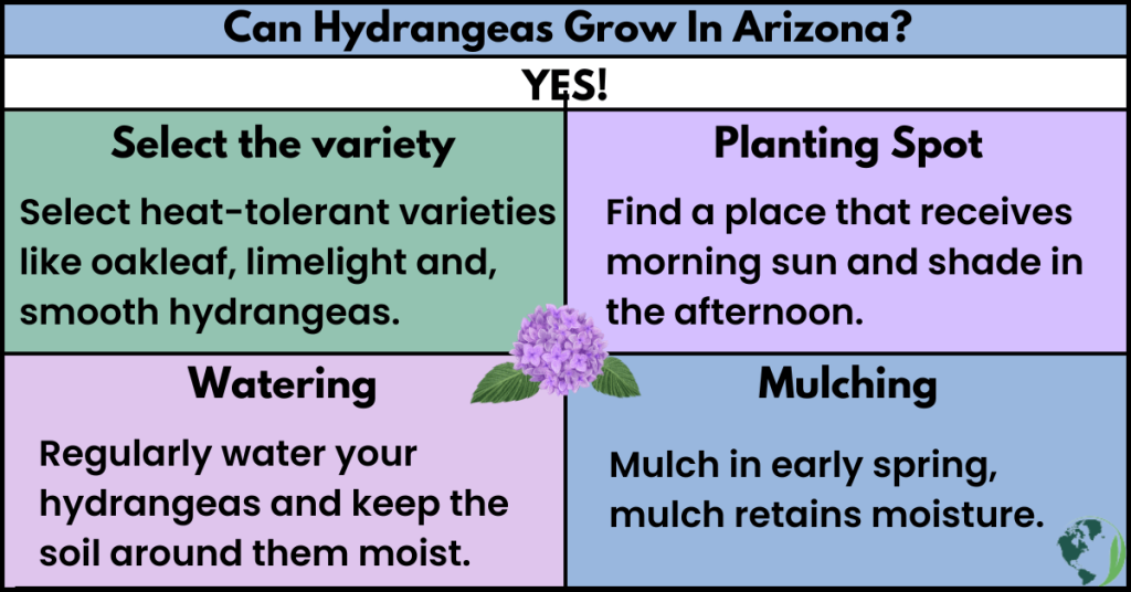 Can Hydrangeas Grow In Arizona?