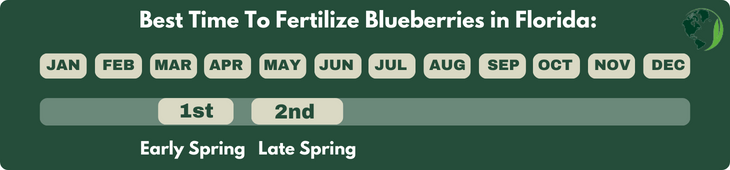 Best Time To Fertilize Blueberries in Florida