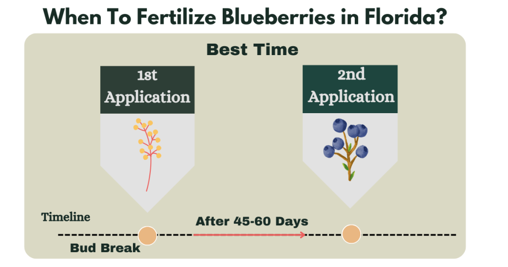 When To Fertilize Blueberries in Florida